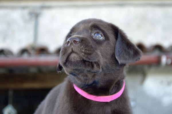 cucciolo di cane