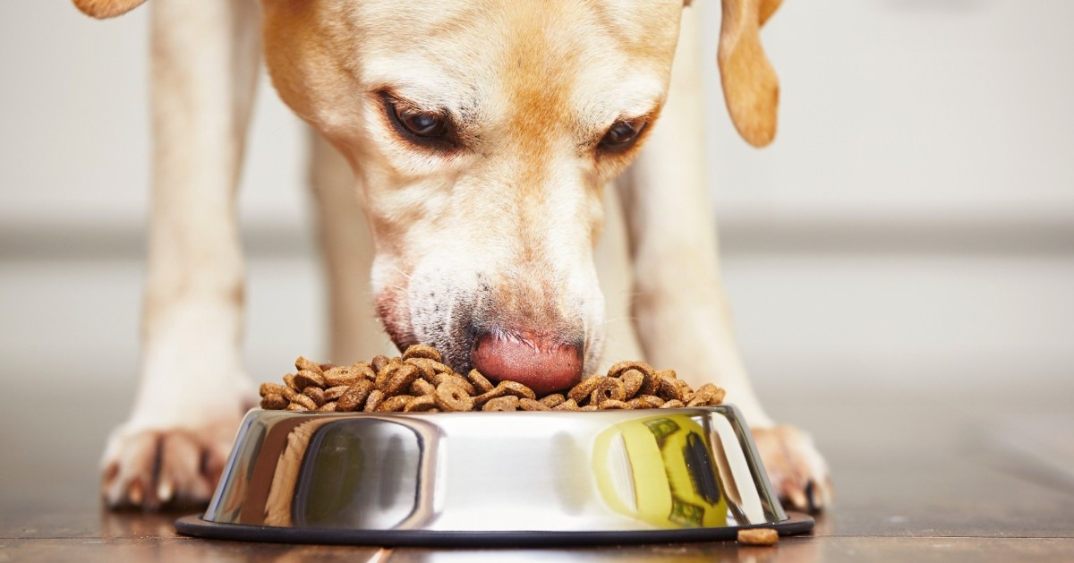 Perché il cane non mastica il suo cibo?