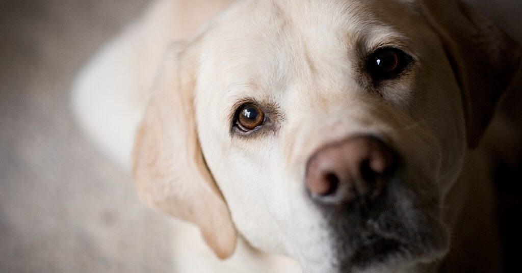 cane che guarda