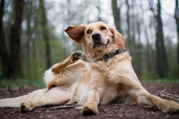 prurito nel cane