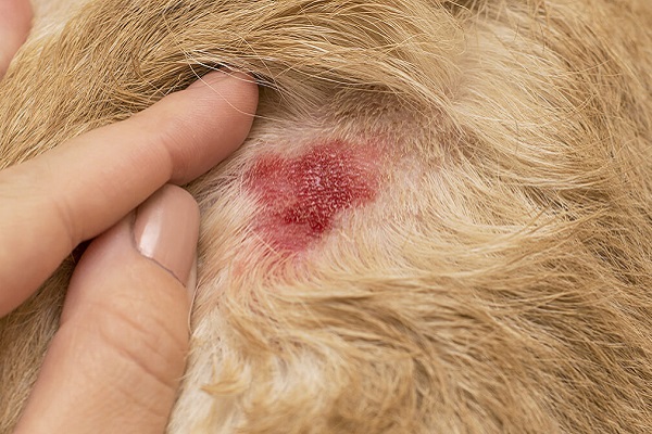 cane con dermatite