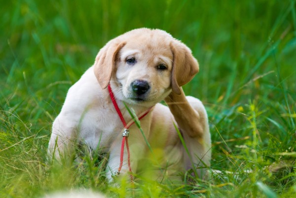 cucciolo di labrador che si gratta