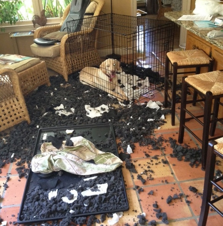 cane-chiuso-cuccia
