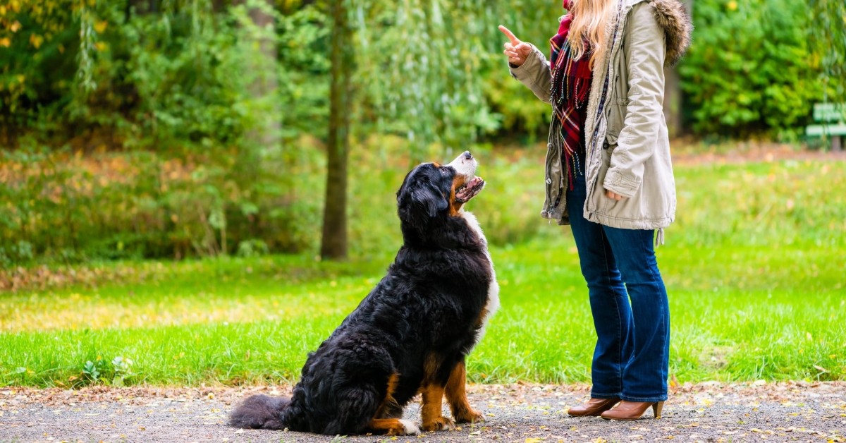 Insegnare al cane il comando fermo: ecco come