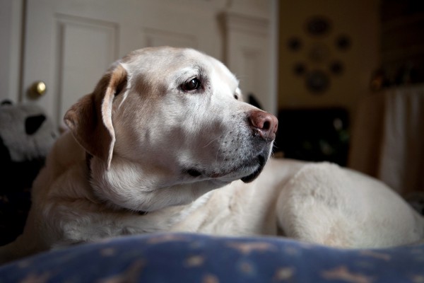cane triste