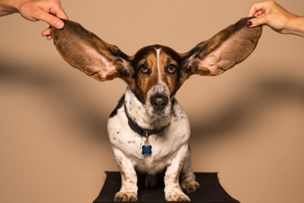 un cane ha gli orecchioni