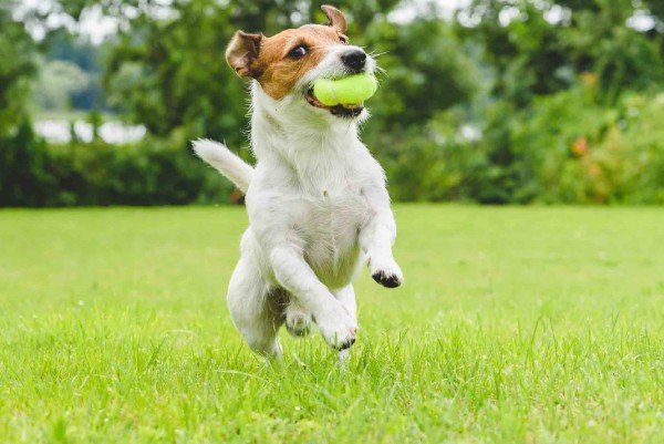 jack russel corre sul prato