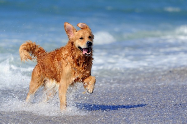 cane corre felice al mare