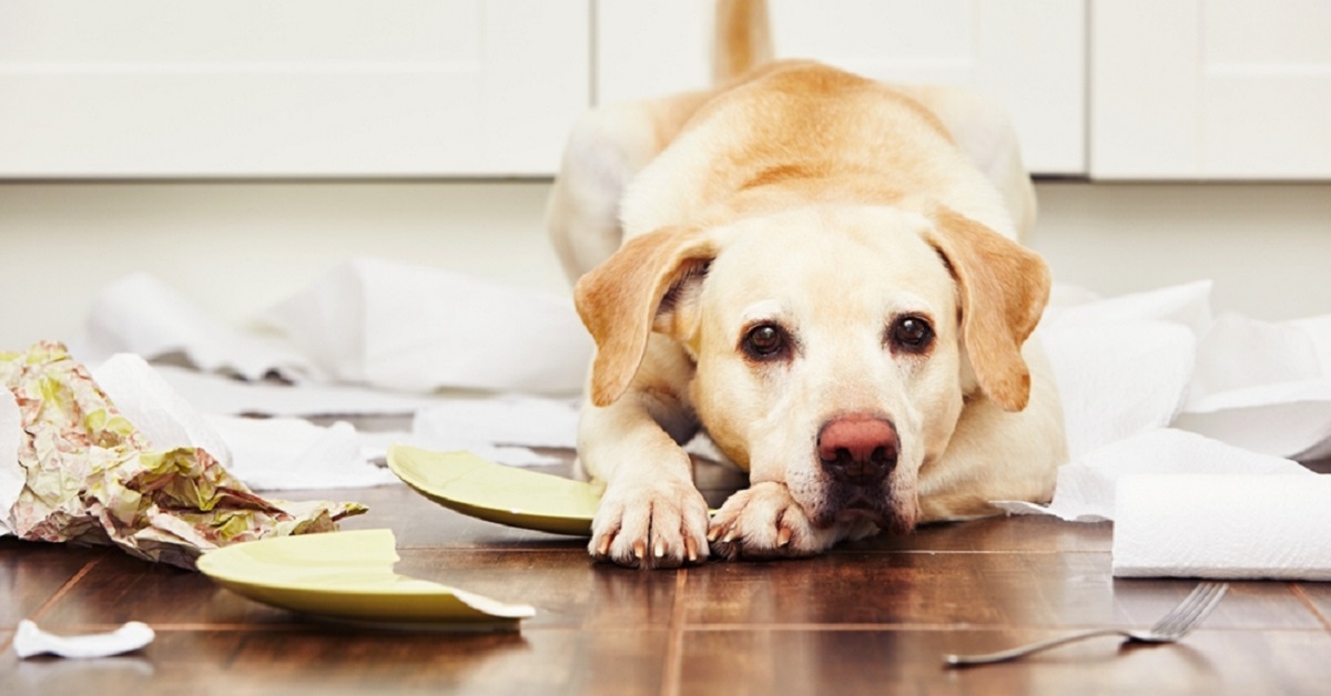 Cane da solo a casa: tutti i consigli da seguire