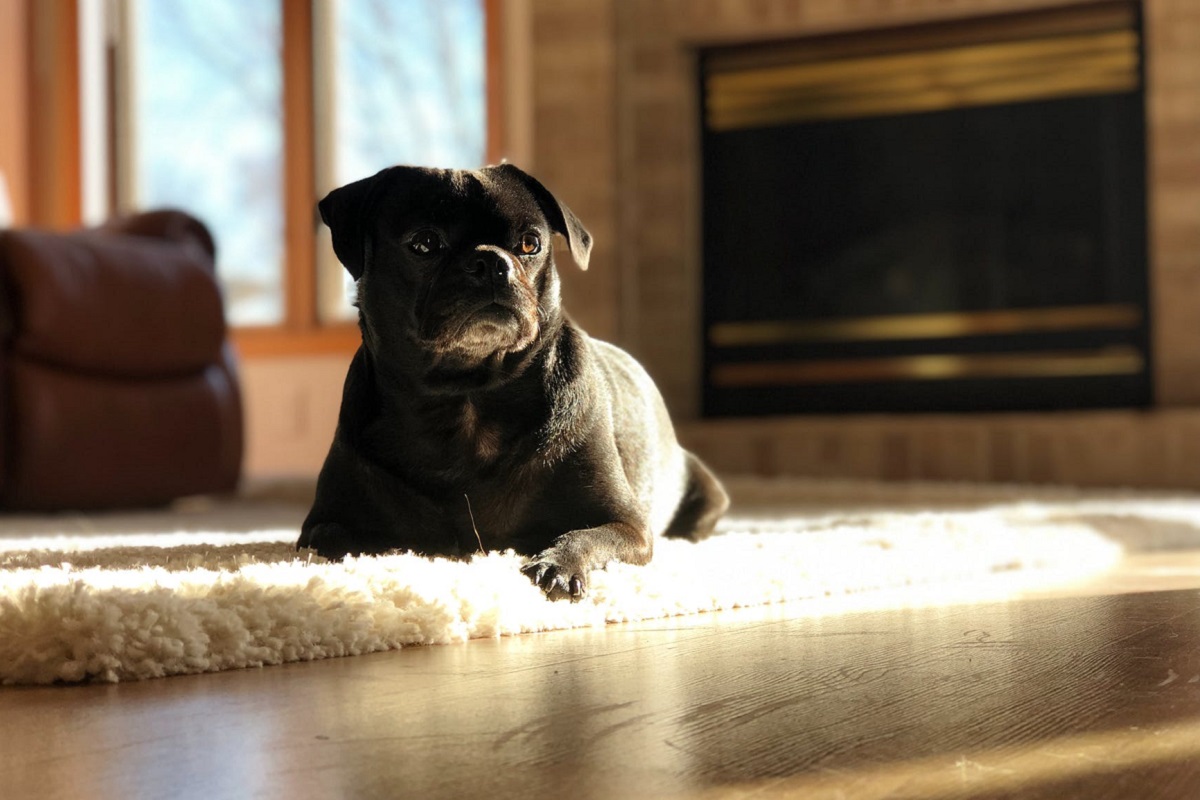 cane da solo a casa su tappeto