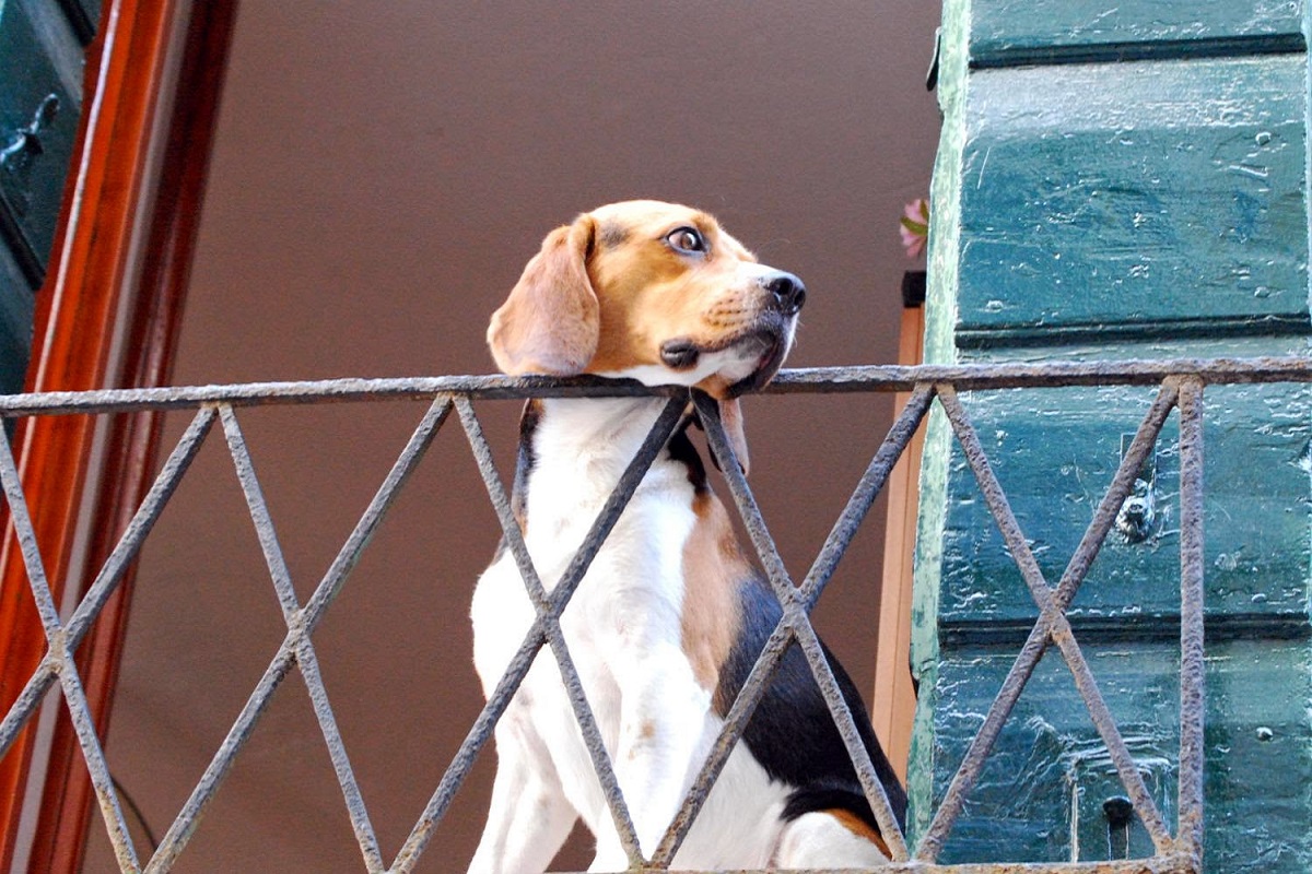 cane in balcone