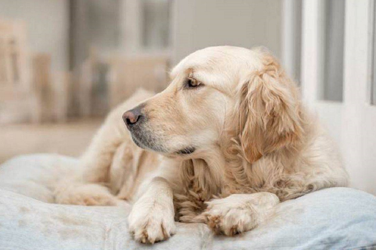 cane golden retriever