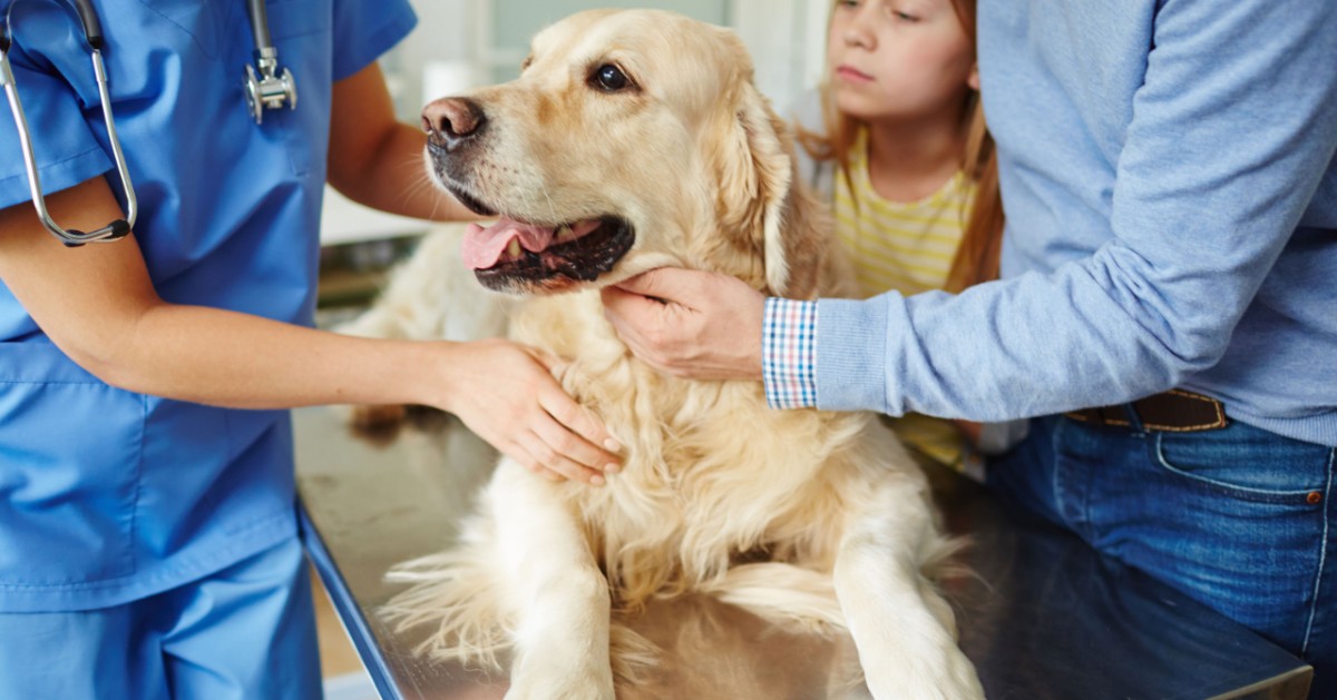 Pneumotorace nel cane: cause, sintomi e cosa c’è da fare