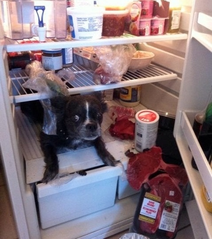 cane-dentro-frigorifero
