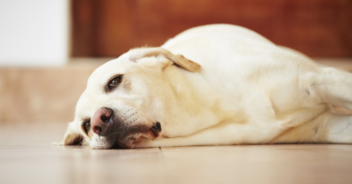 Cani e lutto: come reagiscono?
