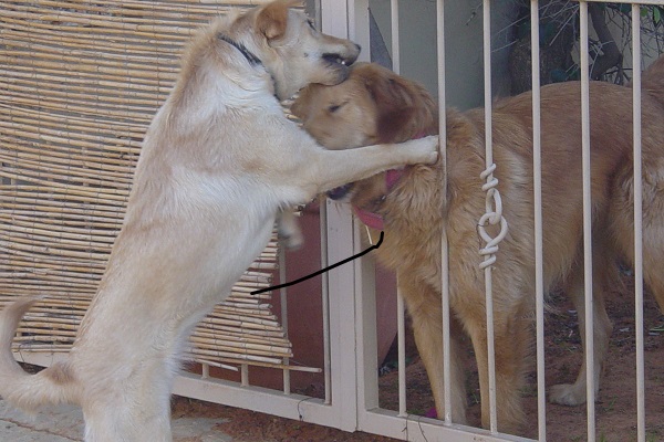cane abbraccia un altro cane