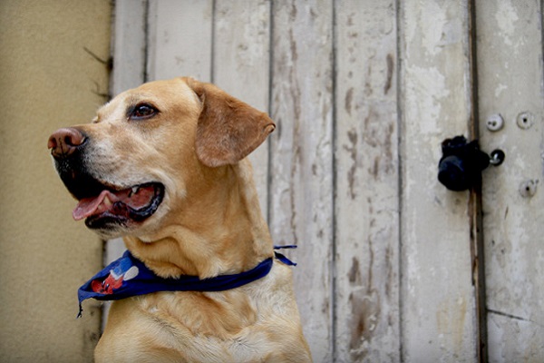 cane che guarda di lato