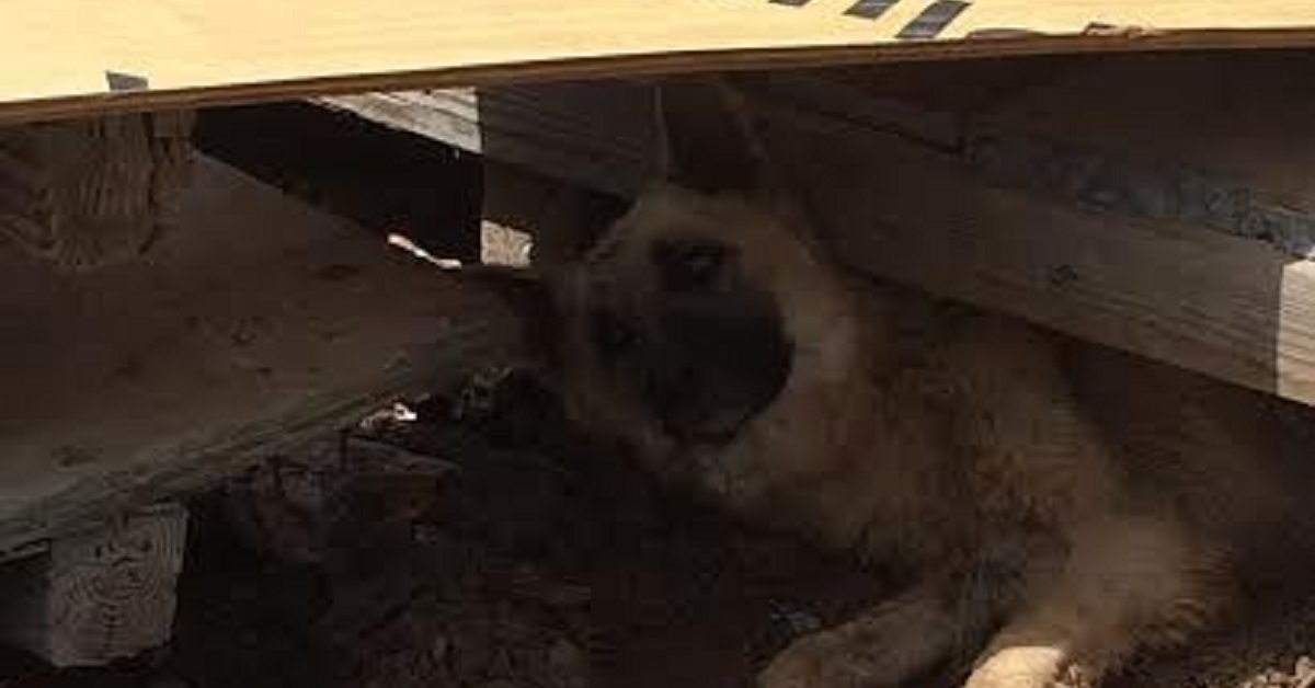 Cane in difficoltà riesce a partorire