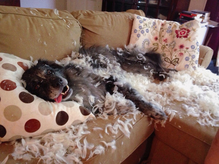 cane-distrugge-divano