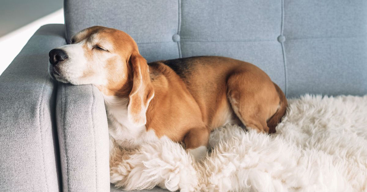 Cane dopo la sedazione, come si comporta?