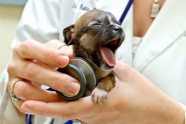 cucciolo di cane e stetoscopio 