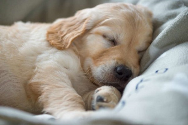 cucciolo di cane labrador