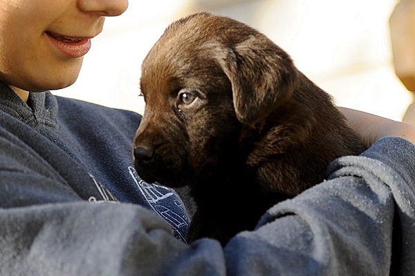 cucciolo in braccio a bambino