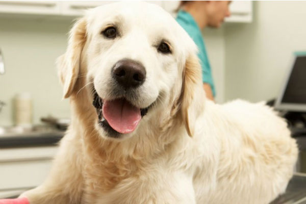 cane dal veterinario