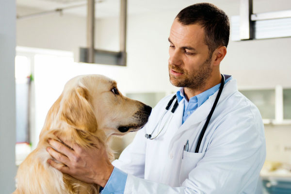 cane accarezzato dal vet