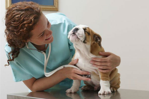 cane del veterinario