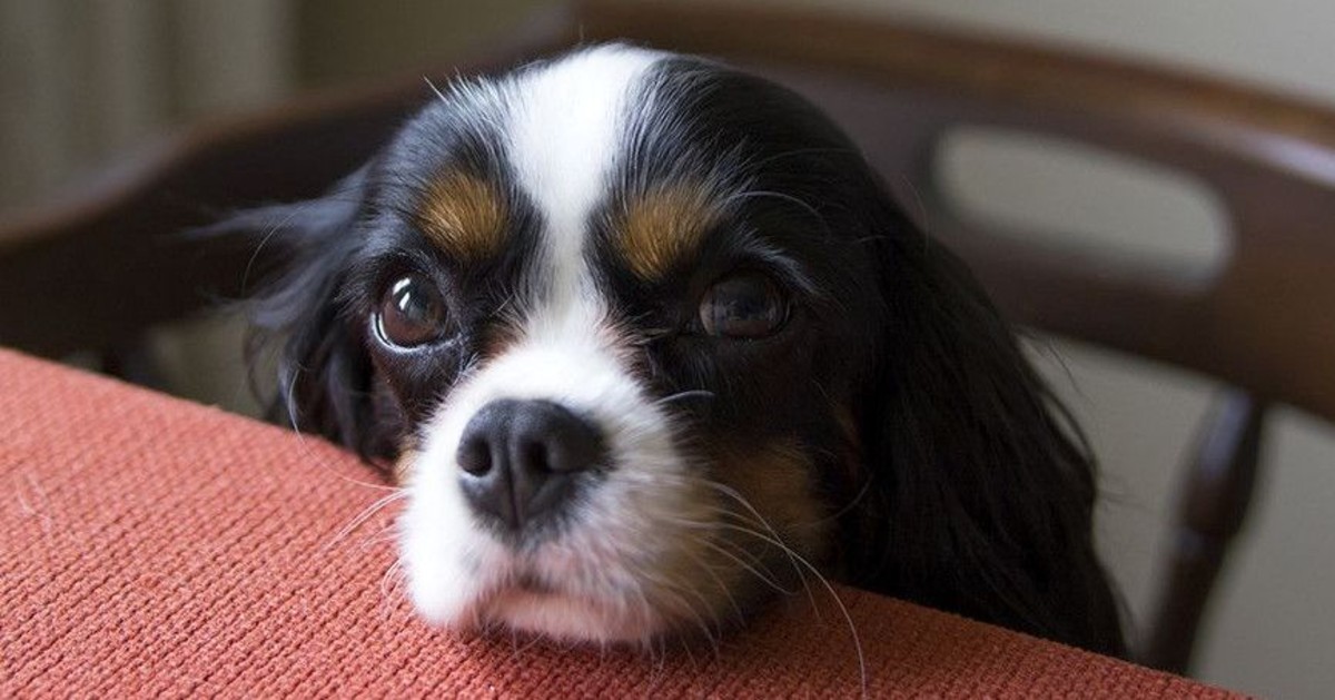 I cani possono mangiare i fagioli?