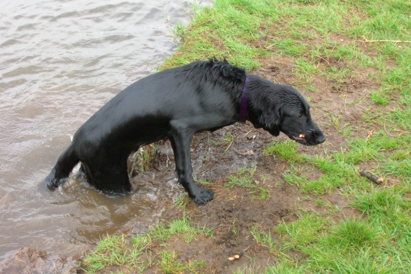un cane nuota nel fango