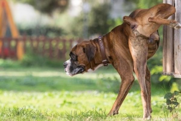 un cane fa la pipì contro un cestino