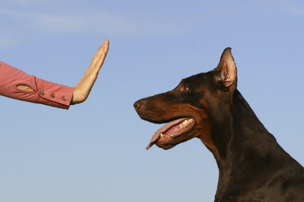 Un dobermann rimane seduto