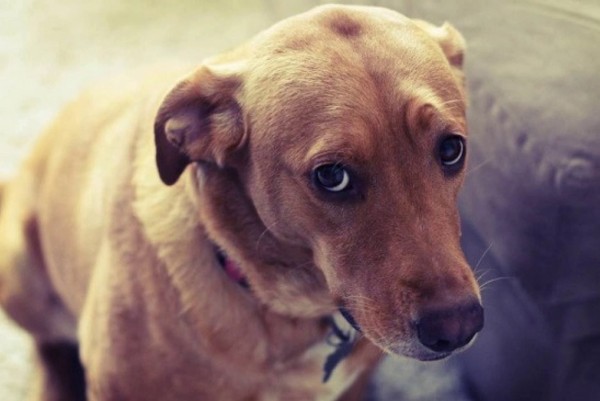 un cane guarda dal basso