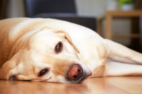 un cane è stanco