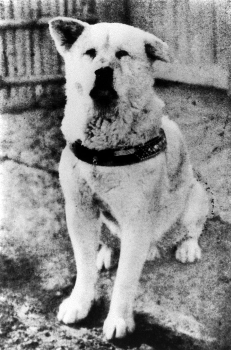 cane-hachiko