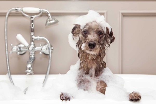 un cane tutto insaponato