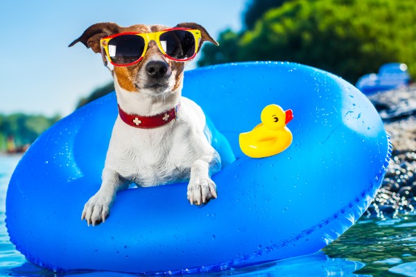 cane con gli occhiali da sole