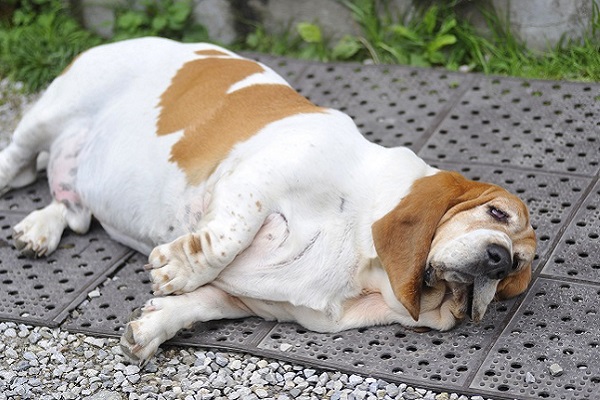 cane obeso per strada