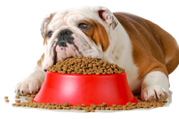 cane bulldog stremato
