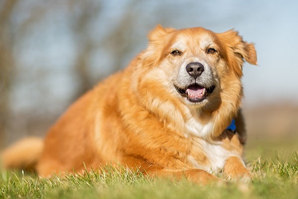 cane su prato