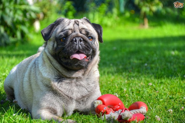 cane con gioco