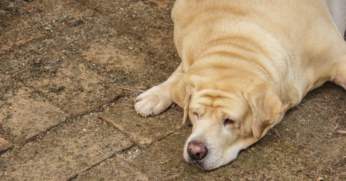 Cane in sovrappeso? Scopriamolo calcolando il BCS