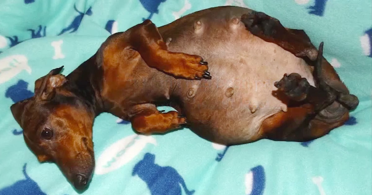 Cane in stato di gravidanza viene maltrattato e rimane paralizzato