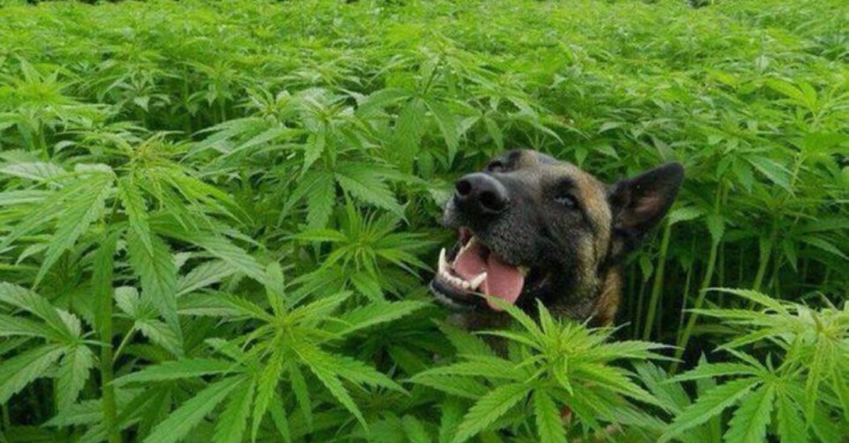 Cani e marijuana: quali sono gli effetti sulla salute di Fido