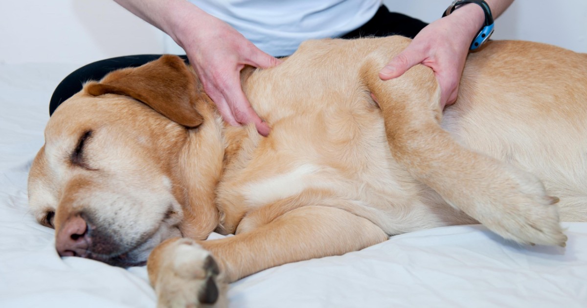 Leptospirosi nel cane: cause, sintomi, trattamento