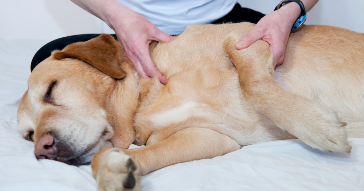 Torsione della milza del cane: tutte le cose da sapere