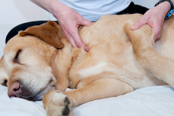 cane con paralisi viene visitato