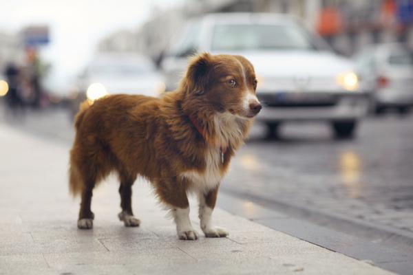 cane per strada